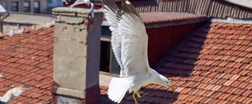 Residential Chimney Animal Removal Solution in Lancaster, PA